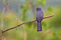 Blue-crowned Trogon