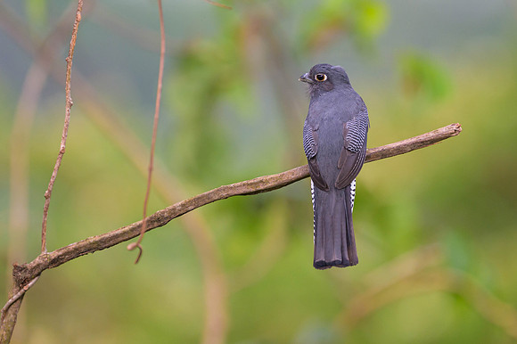 Blue-crowned Trogon
