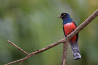 Blue-crowned Trogon