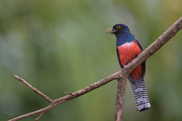 Blue-crowned Trogon