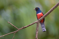 Blue-crowned Trogon