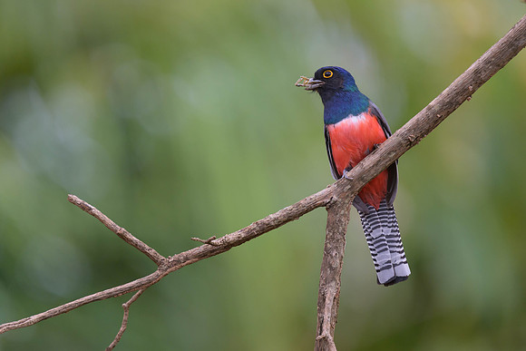 Blue-crowned Trogon