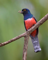 Blue-crowned Trogon