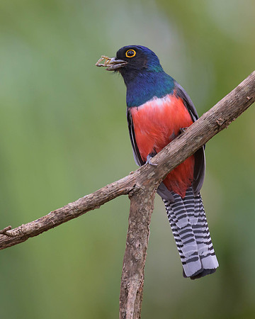 Blue-crowned Trogon