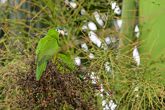 Red-shouldered Macaw