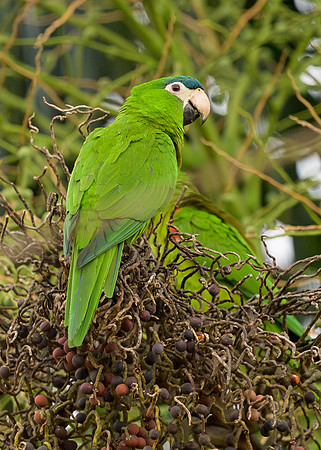 Red-shouldered Macaw
