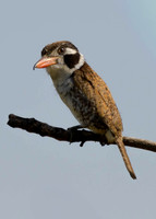 White-eared Puffbird