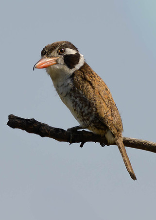 White-eared Puffbird