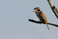 White-eared Puffbird
