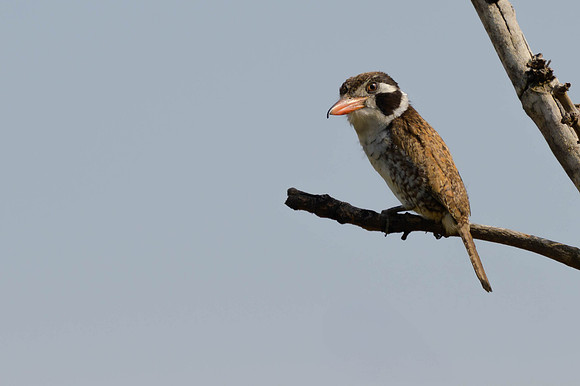 White-eared Puffbird