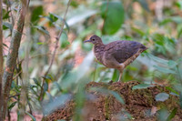 Undulated Tinamou