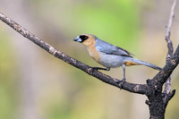 Cinnamon Tanager