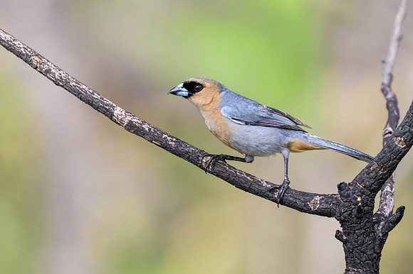 Cinnamon Tanager