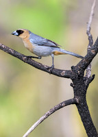 Cinnamon Tanager