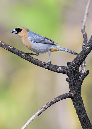 Cinnamon Tanager