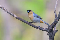 Cinnamon Tanager