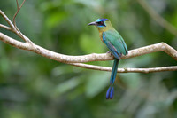 Amazonian Motmot