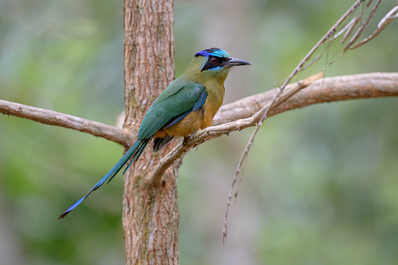 Amazonian Motmot