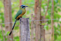 Amazonian Motmot