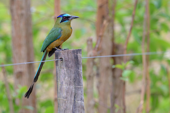 Amazonian Motmot