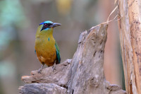 Amazonian Motmot