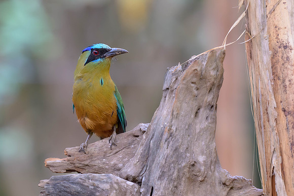 Amazonian Motmot