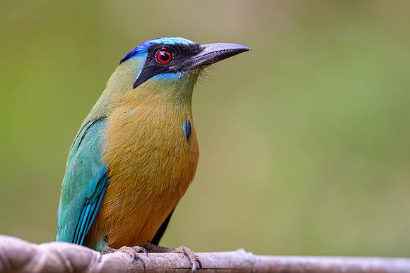 Amazonian Motmot