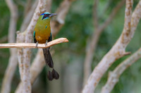 Amazonian Motmot