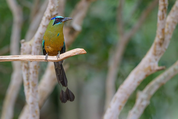 Amazonian Motmot