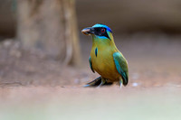 Amazonian Motmot