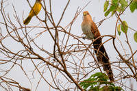 Common Squirrel-cuckoo