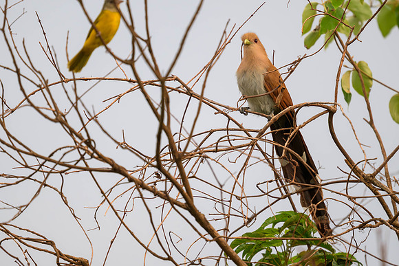 Common Squirrel-cuckoo