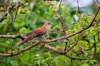 Common Squirrel-cuckoo