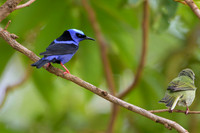 Red-legged Honeycreeper