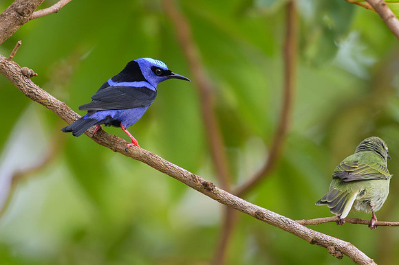 Red-legged Honeycreeper