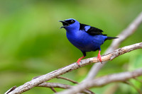 Red-legged Honeycreeper