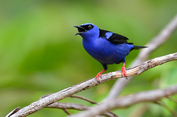 Red-legged Honeycreeper