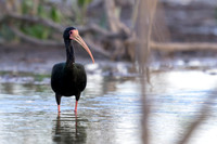 Bare-faced Ibis