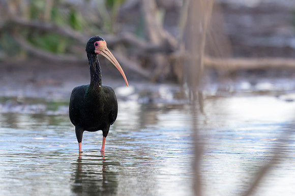 Bare-faced Ibis