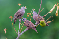 Ruddy Ground Dove