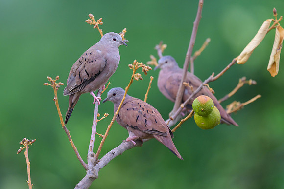 Ruddy Ground Dove