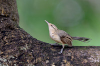Thrush-like Wren