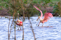 Roseate Spoonbill