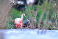 Roseate Spoonbill
