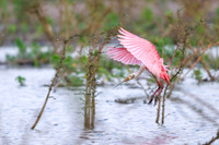 Roseate Spoonbill