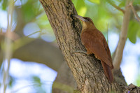 Great Rufous Woodcreeper