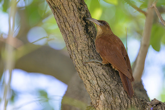Great Rufous Woodcreeper