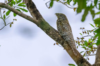Great Potoo