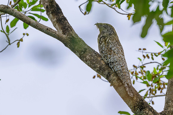 Great Potoo