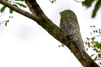 Great Potoo
